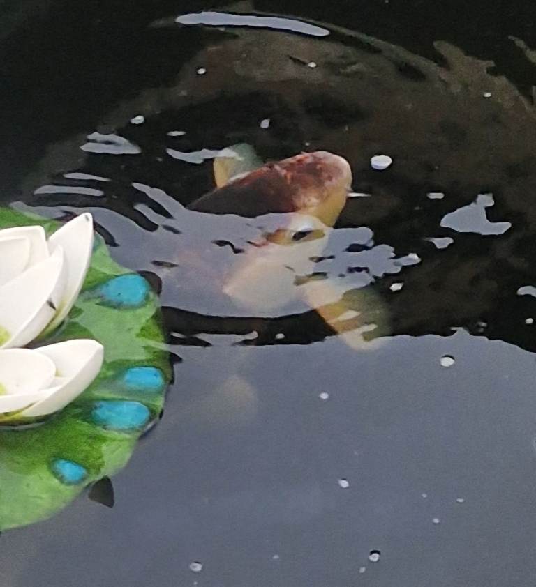 Koi pond fish