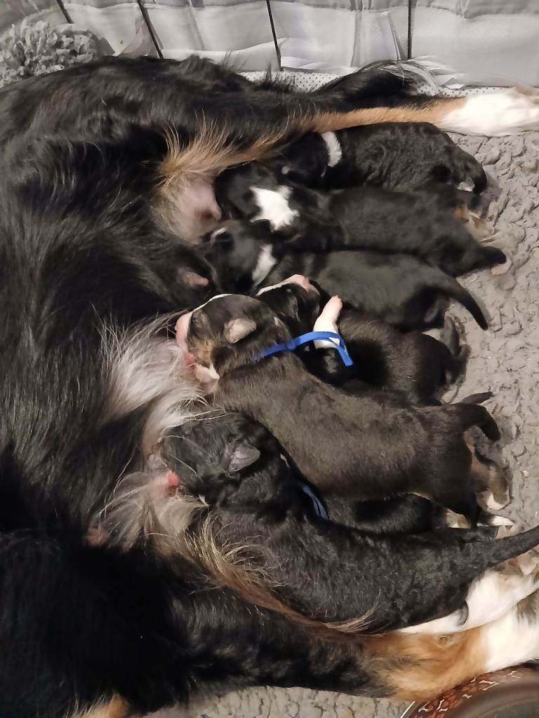 8 beautiful puppies 