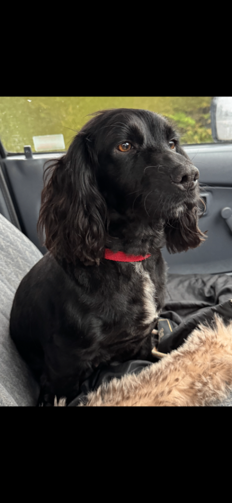 Cocker spaniel bitch