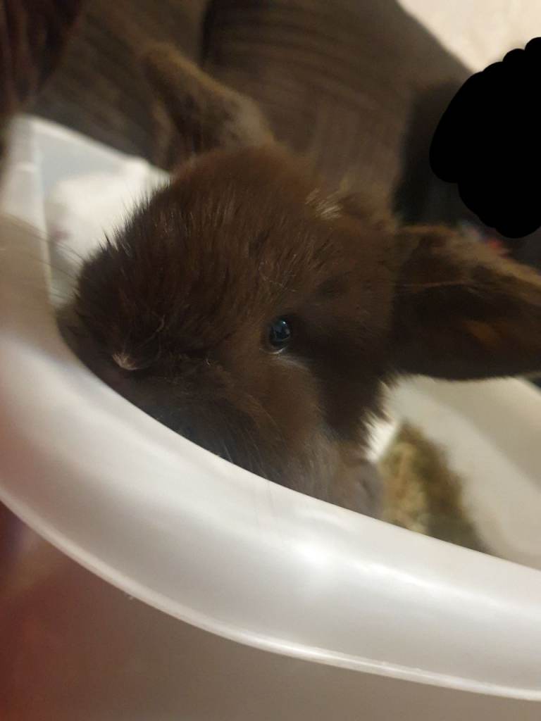 Baby Bunny Rabbit Mini lops