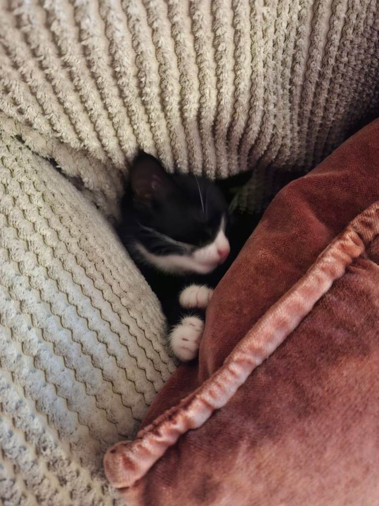 Beautiful girl kitten