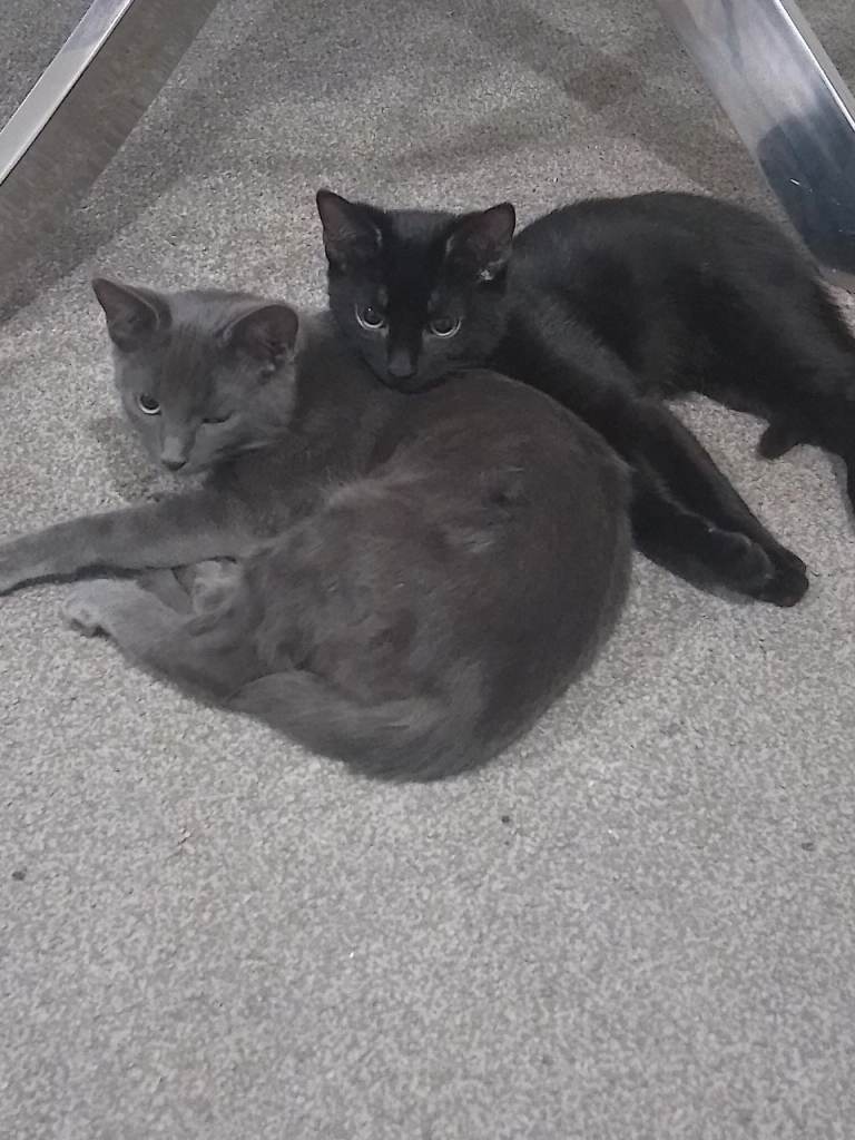 🐾 6-Month-Old Kittens Seeking Loving Homes 🐾