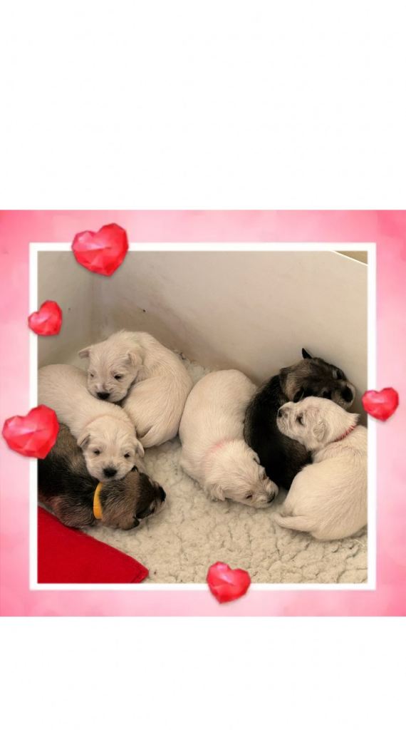 Stunning KC Reg Miniature Schnauzers