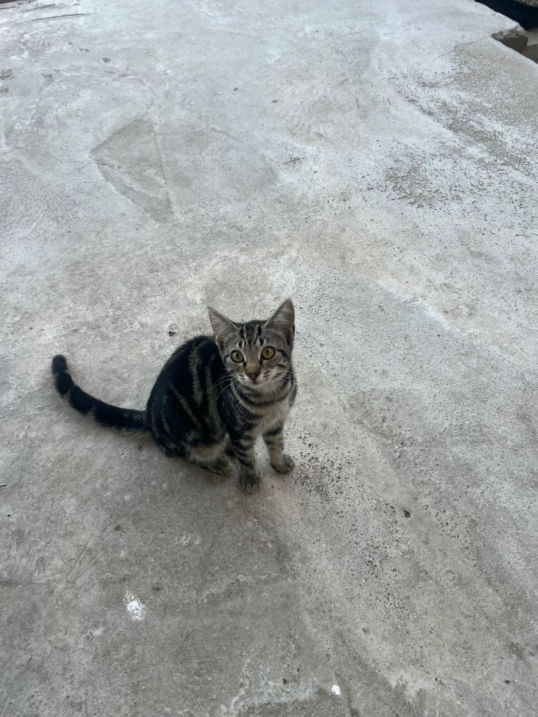 Kittens 