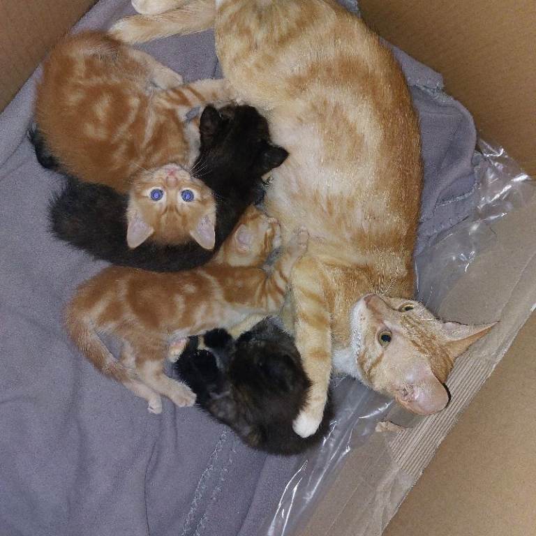Kittens