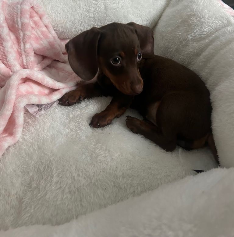 Female miniature dachshund 