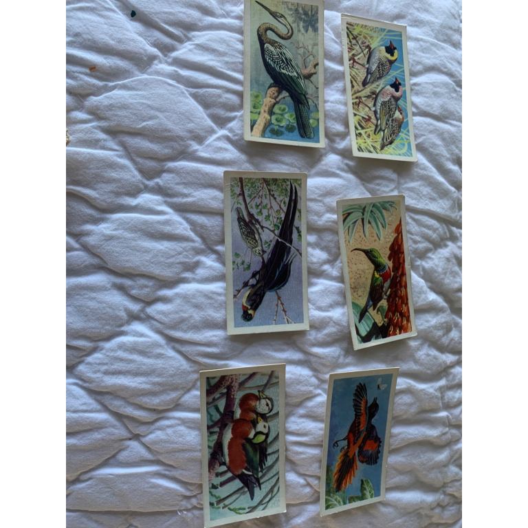 Vintage Brooke Bond 21 Tropical  birds cards 
