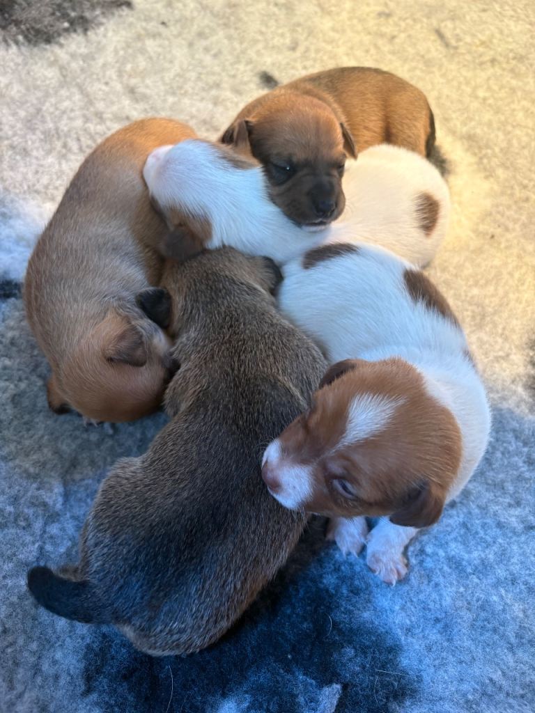 Jack russel x Lakeland puppies 