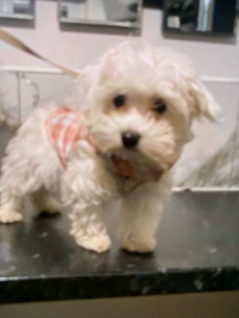 Toy maltipoo puppies (mini poodle)