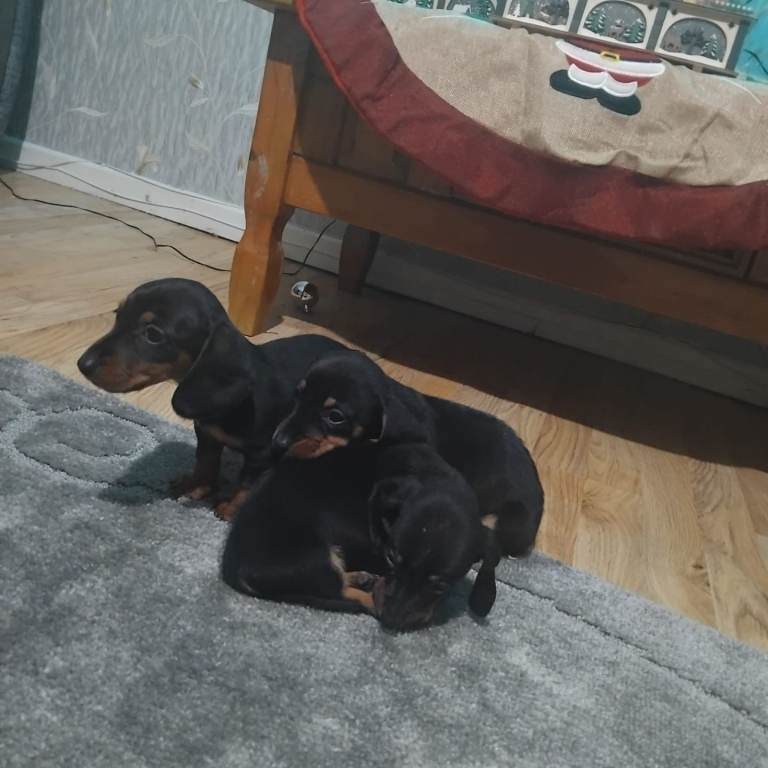 Dachshund puppies 