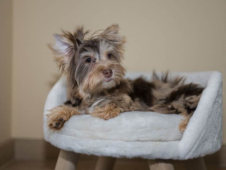   Beautiful Yorkie Merle, Biewer and Black for sale. 