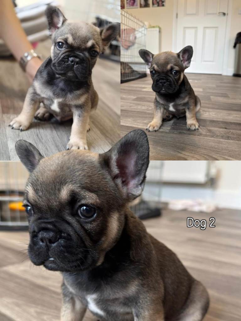 French bulldog puppies KC registered 