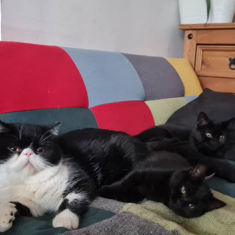 Mixed exotic Persian 