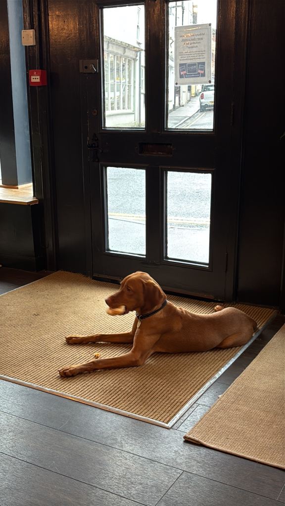 Beautiful Cooper Hungarian Vizsla 