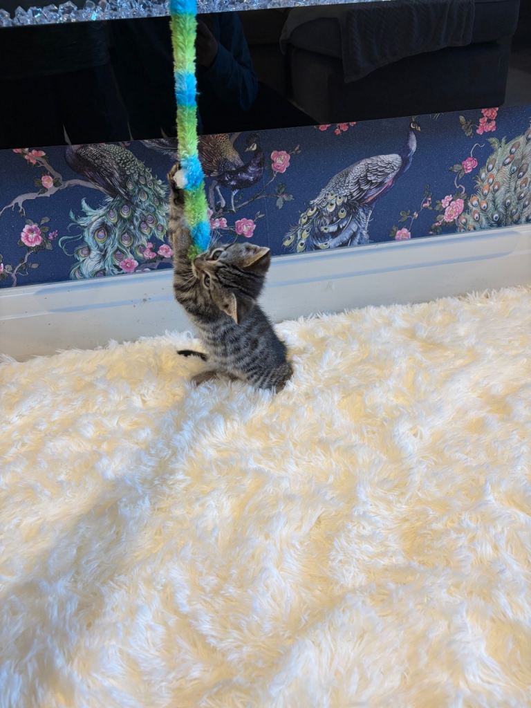tabby ragdoll kittens 