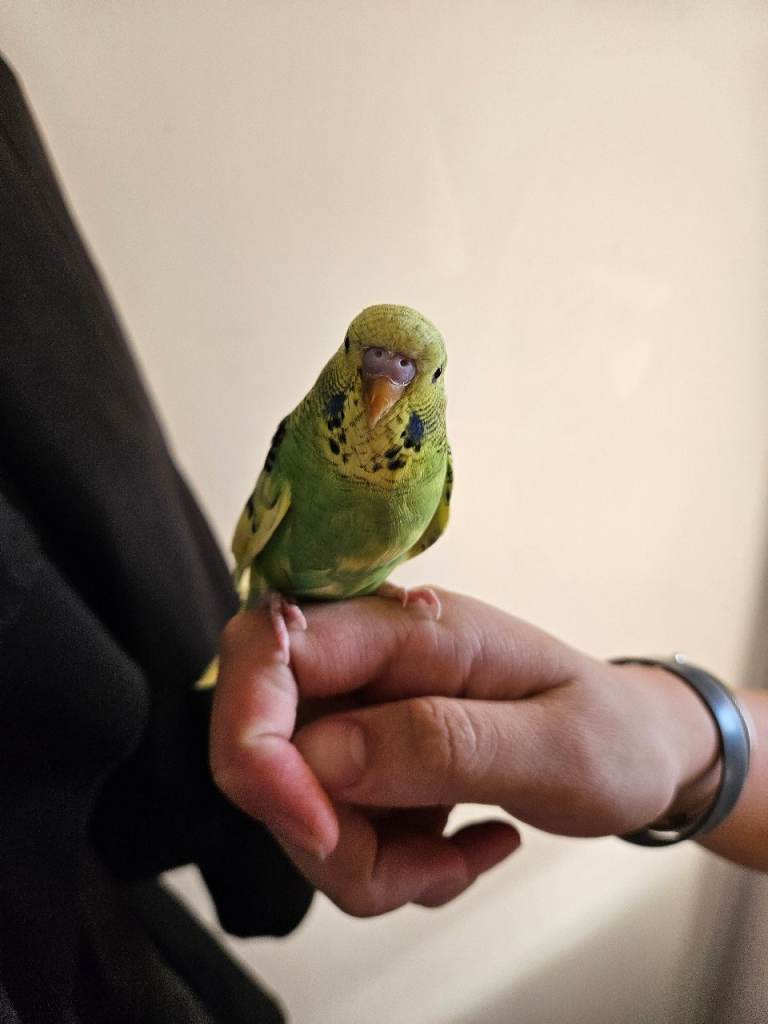 Hand Tame Baby Budgie