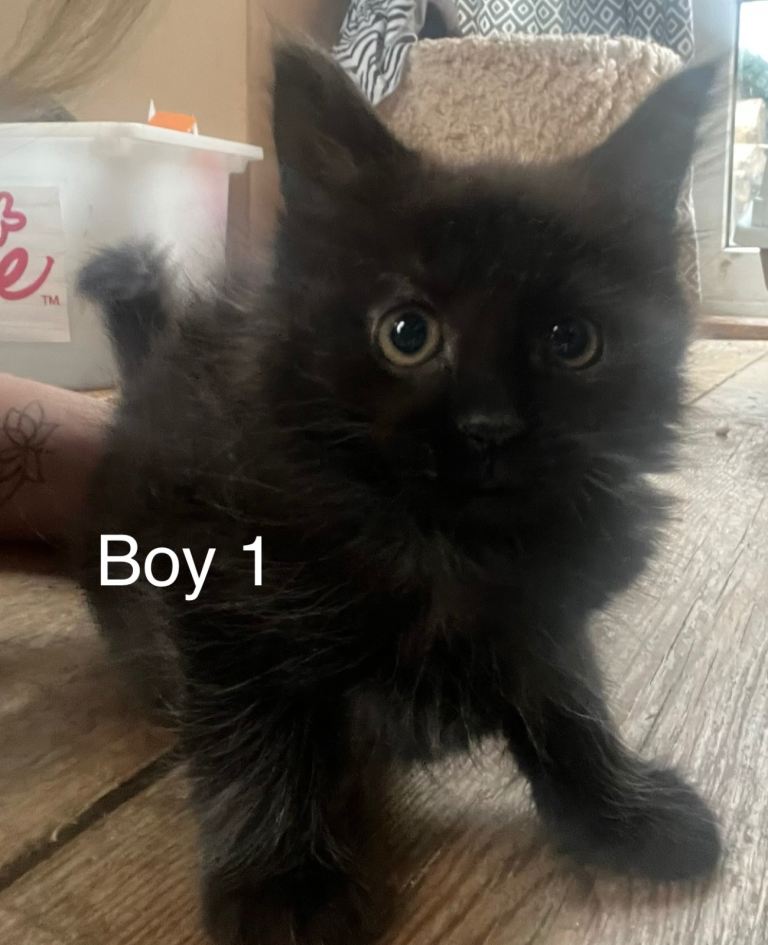 Kittens for sale