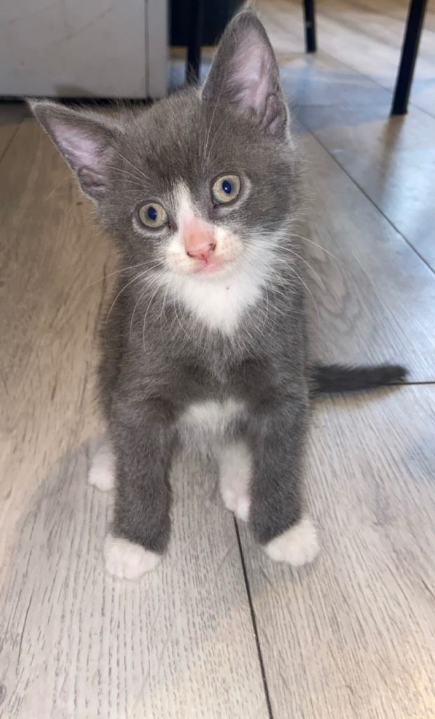 Kittens 