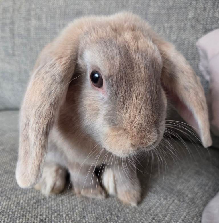 Only 3 left boy available. Beautiful mini lops .