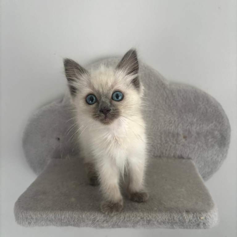 Pure Ragdoll kitten ready to go