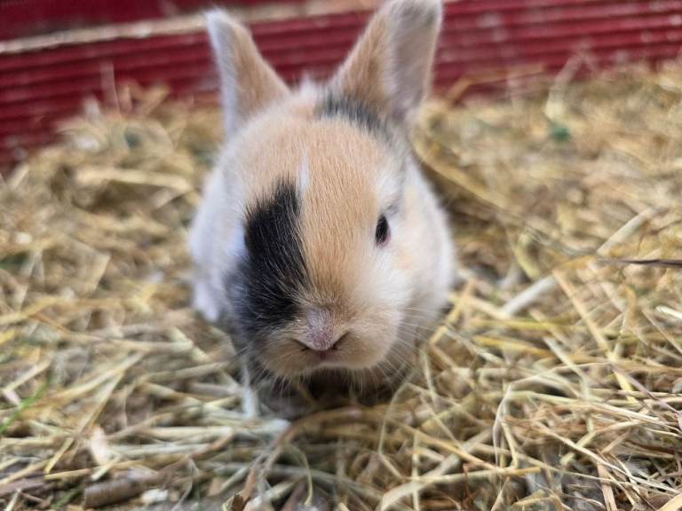 Rabbit kittens dwarf lop x double lion head