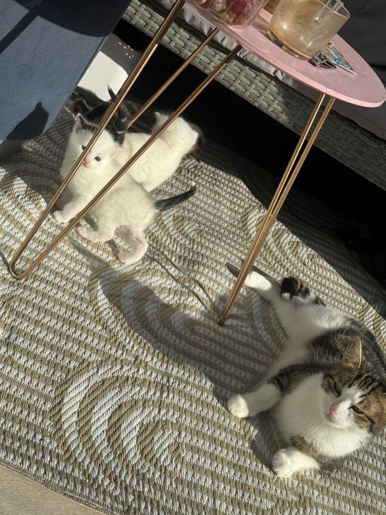 Kitty 4 boys 