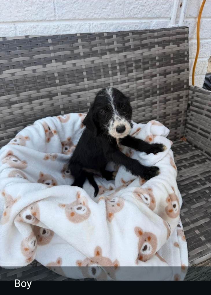 Adorable Black and White Dalmatian x Poodle Puppies Looking for a Loving Home