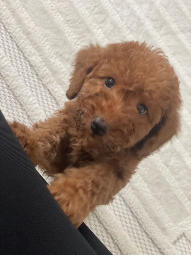 Minature cookapoo puppy