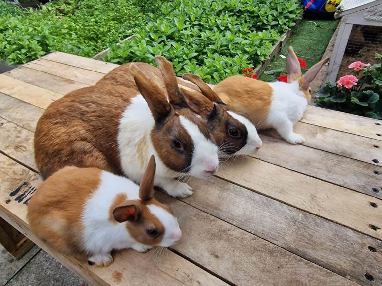 Dutch rabbits 