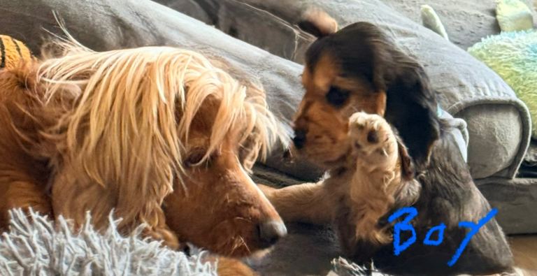Show Type Cocker Spaniels 