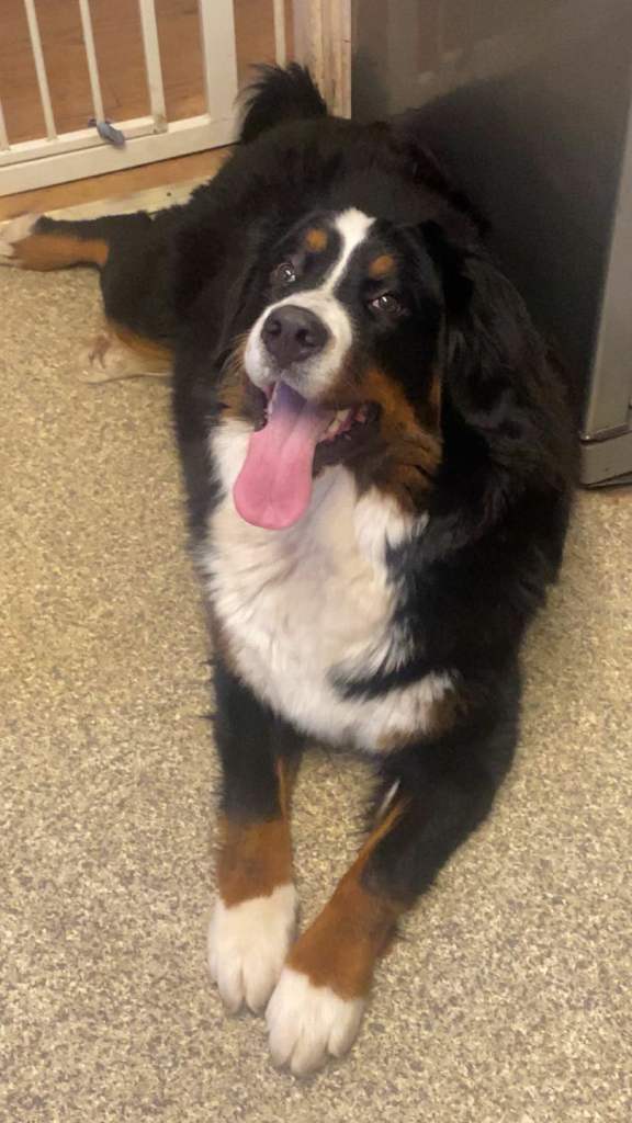 Bernese mountain dog