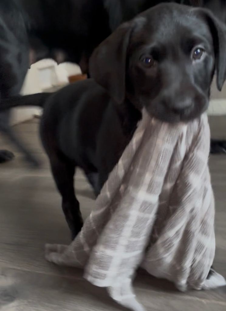 4 stunning pedigree Labradors looking for their forever homes 💙💕