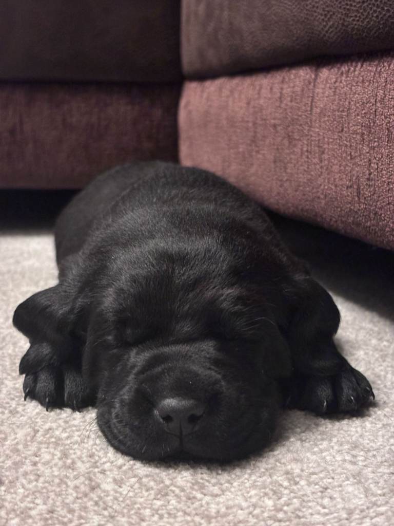 KC registered black labrador pups