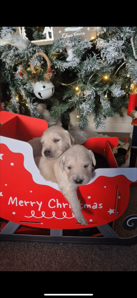 Golden retriever pups 