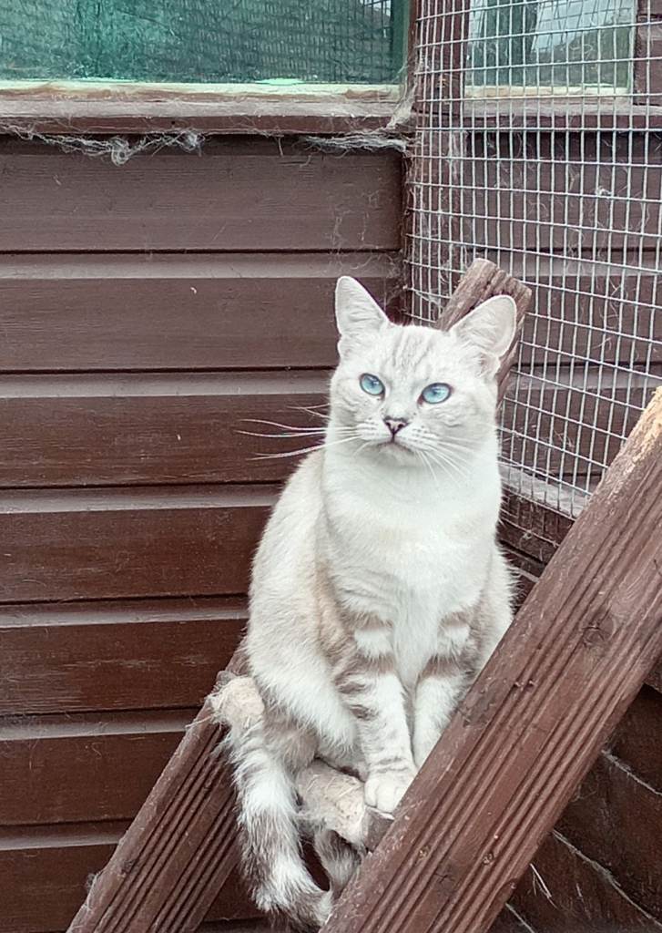 Ragdoll x British Shorthair Cat