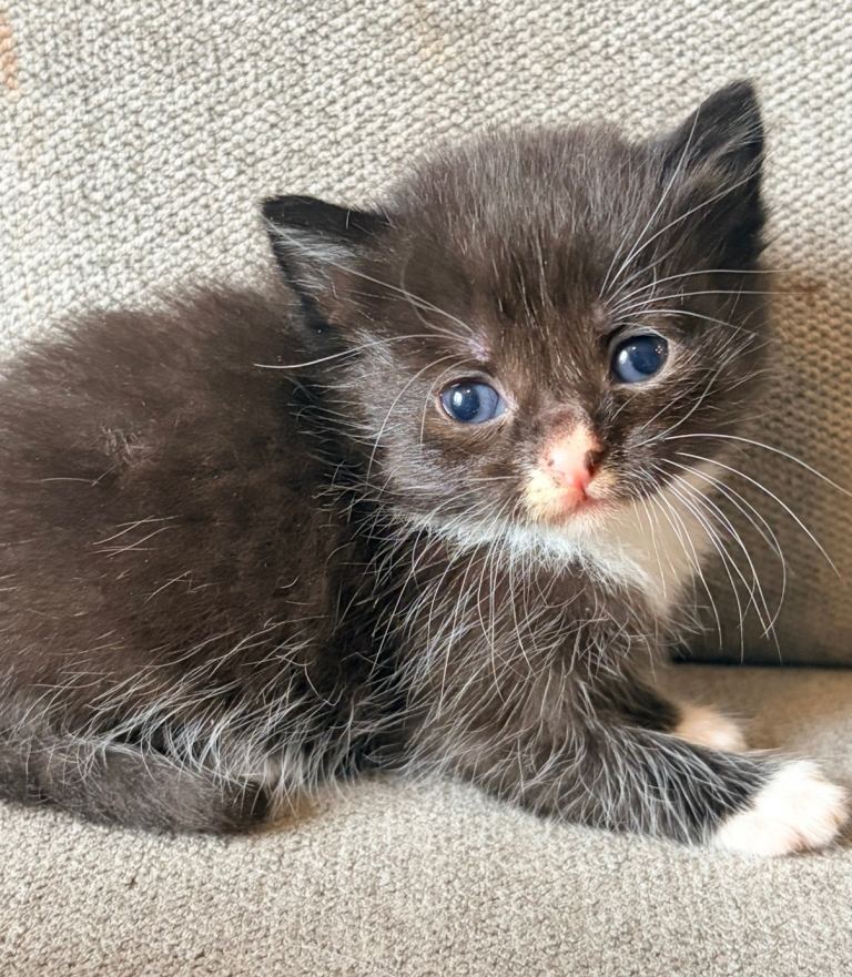 Mixed Kittens ( ready to go) 