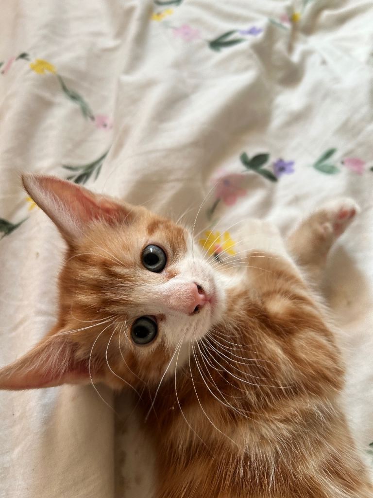 Kitten 8 weeks 