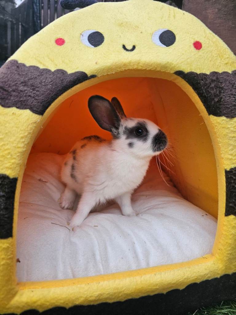 🐰 Beautiful Baby Rabbits Looking for Loving 5⭐ Homes ❤️