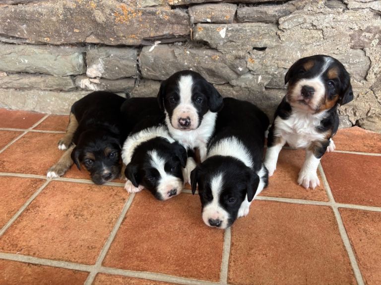 Cocker cross collie puppies for sale
