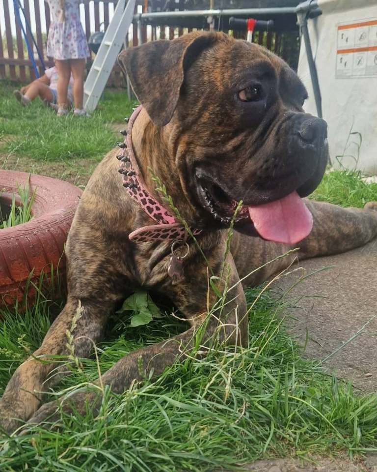 mix Cane Corso x Dogue de Bordeaux