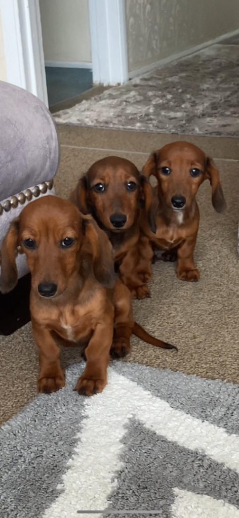 Dachshund