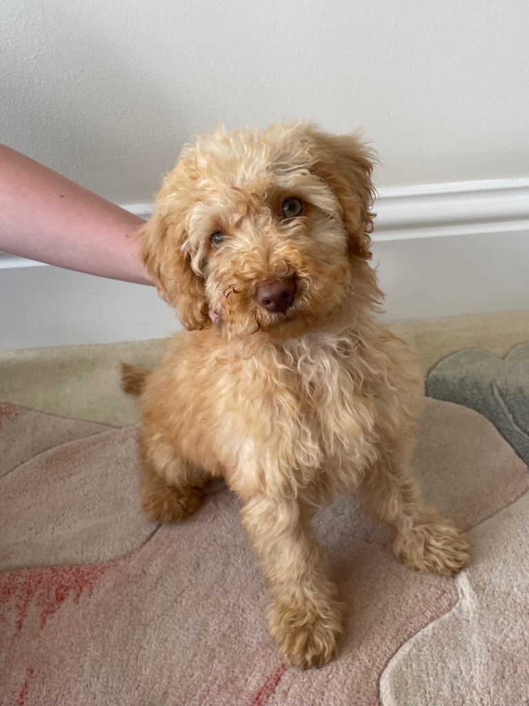 1 Boy Toy Poodle Puppy For sale