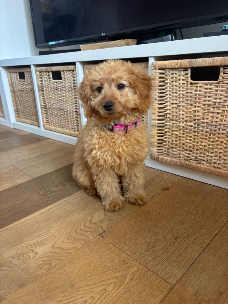 Help rehome our gorgeous Rosie 