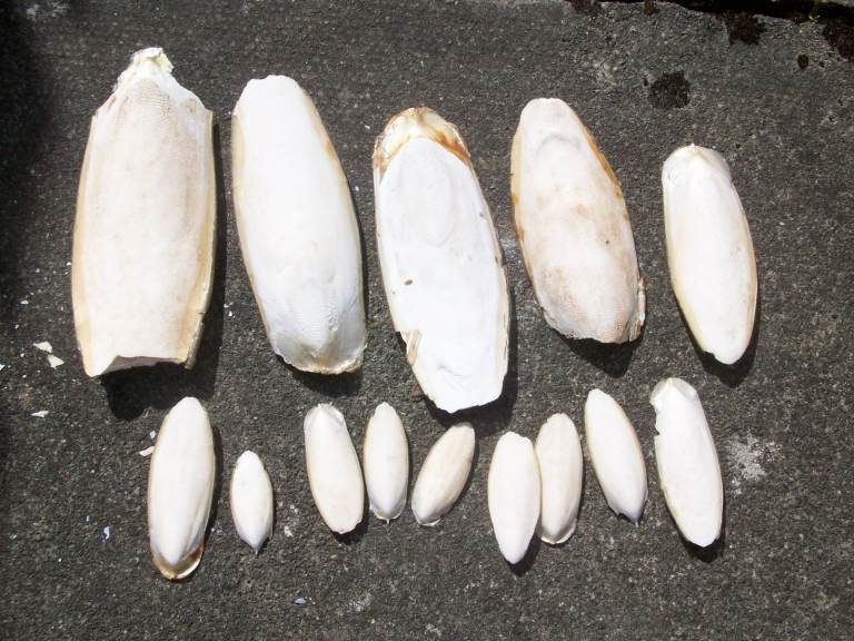 Cuttlefish Naturally Bleached Ideal for Birds, Snails etc £1 the lot