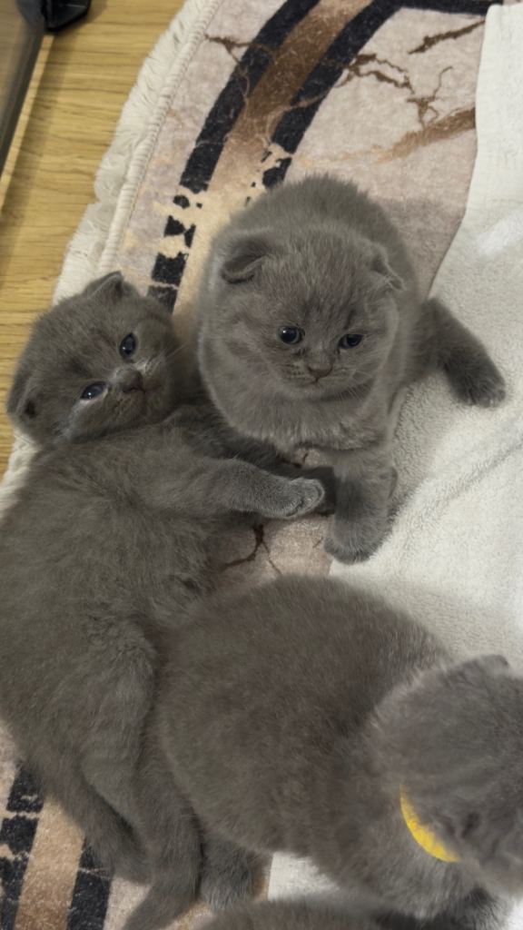 British shorthair kittens for sale