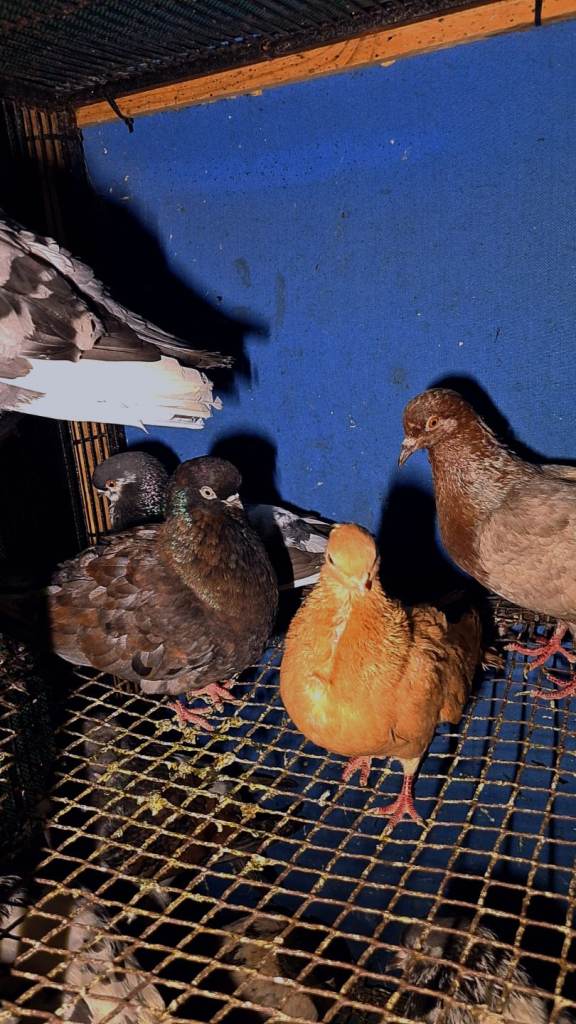 17 pigeons mix high flyers and fancy breed 