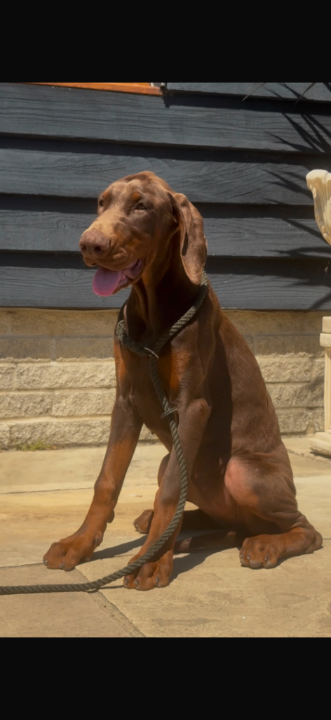 Large European female puppy 