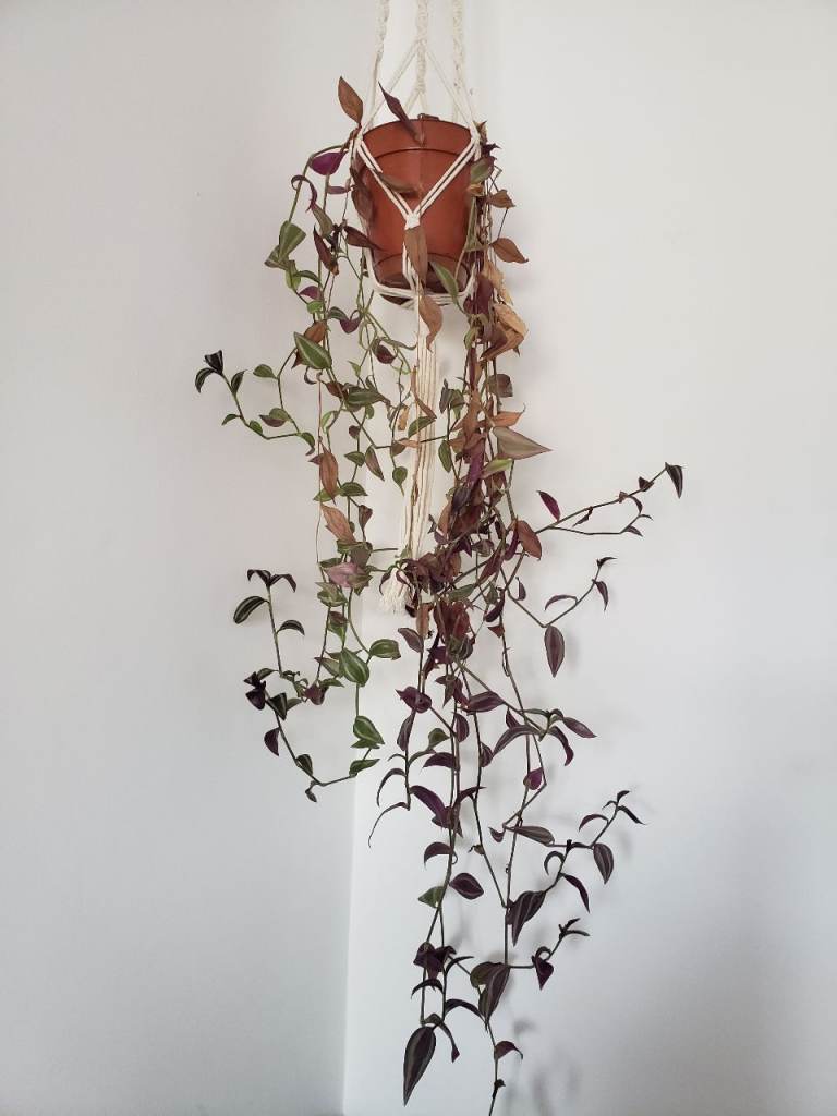Free Plants 
