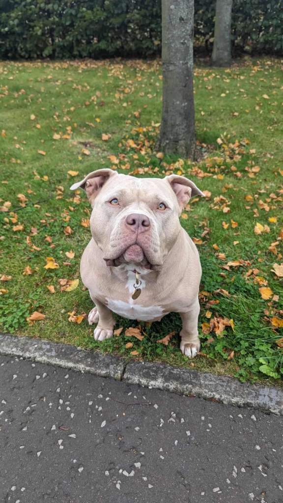 Standard American Bully Nala needing a loving stable home 