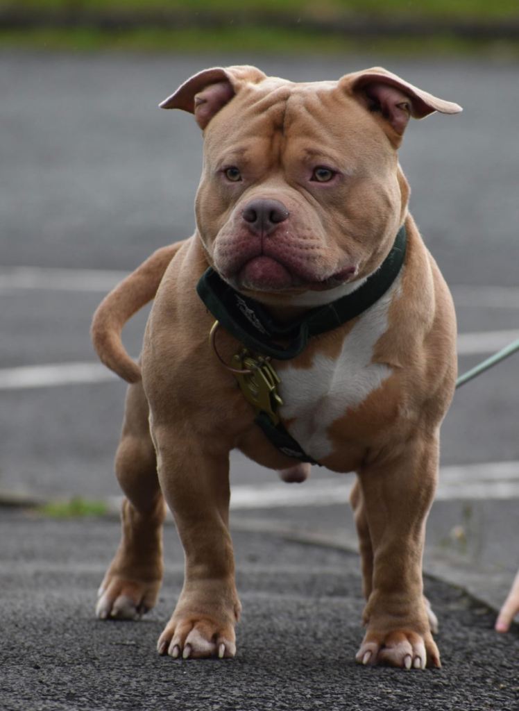 Pocket Bully